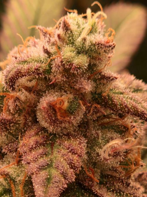 Pink Honey. Week 18 - 28.11.25 