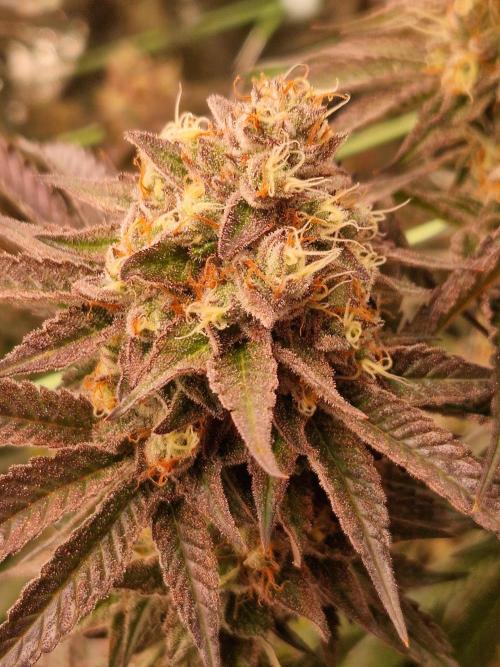 Permanent Melons. Week 18 - 28.11.25 