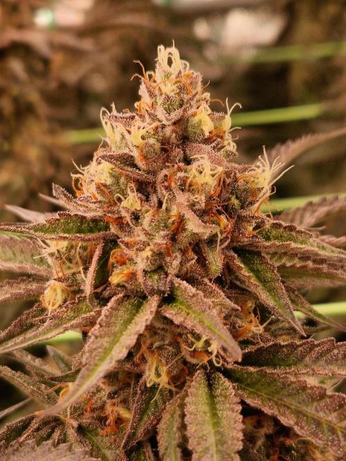 Permanent Melons. Week 18 - 28.11.25 