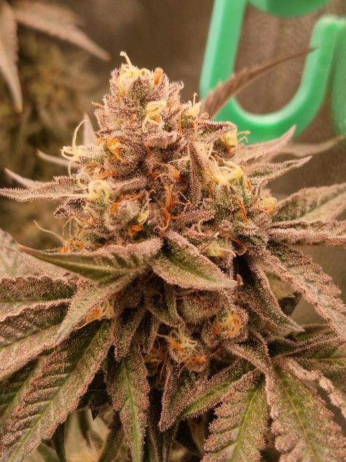 Permanent Melons. Week 18 - 28.11.25 