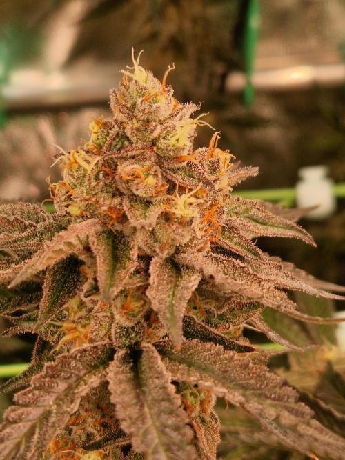 Permanent Melons. Week 18 - 28.11.25 