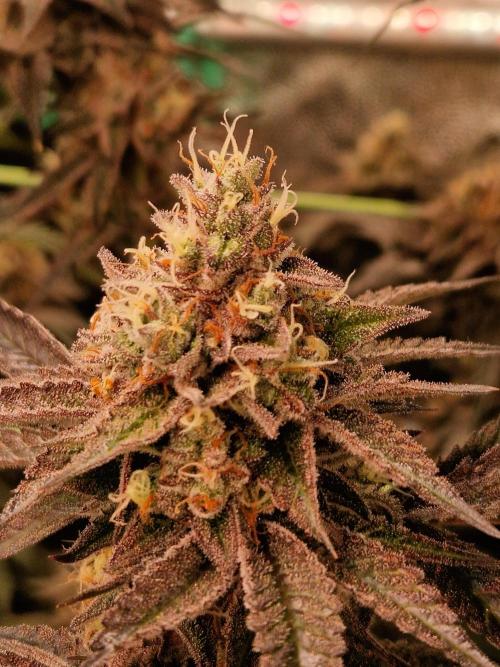 Permanent Melons. Week 18 - 28.11.25 