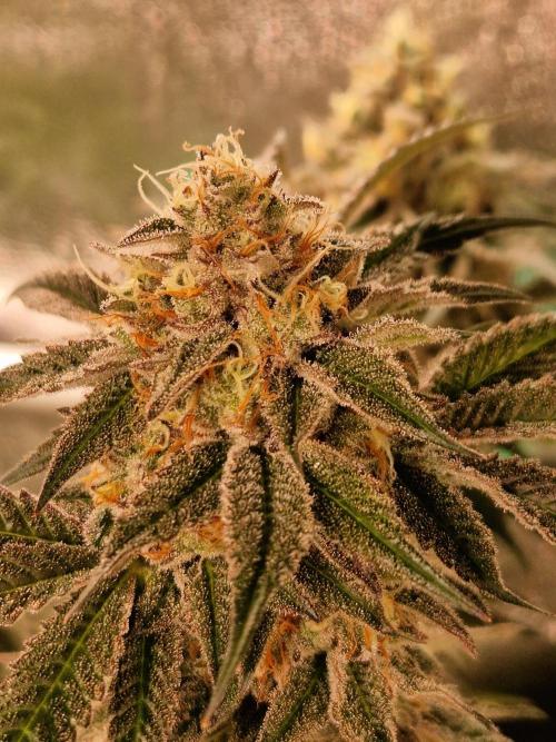 Permanent Melons. Week 18 - 28.11.25 