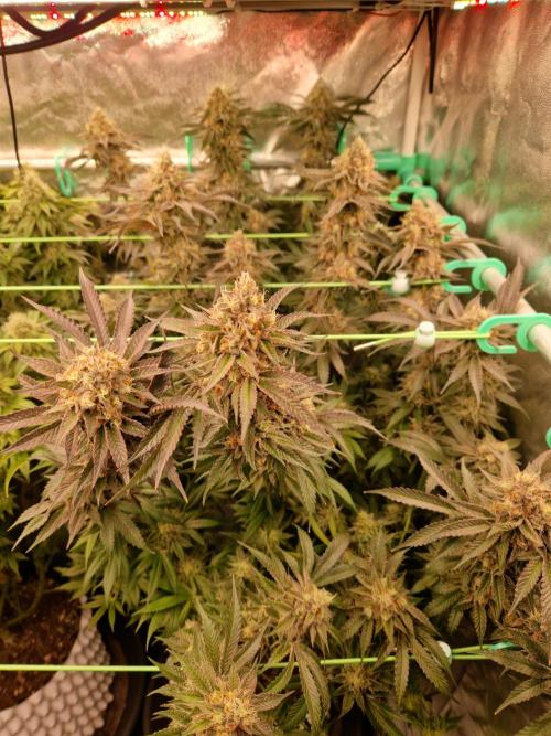 Permanent Melons. Week 18 - 28.11.25 