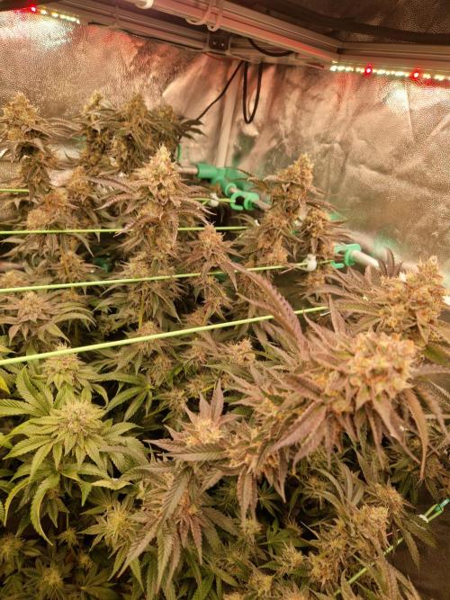 Permanent Melons. Week 18 - 28.11.25 