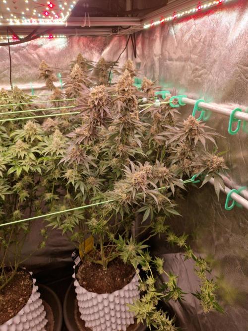 Permanent Melons. Week 18 - 28.11.25 