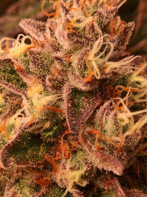 Permanent Melons. Week 18 - 28.11.25 