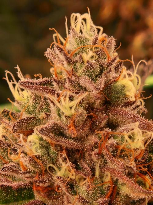 Permanent Melons. Week 18 - 28.11.25 