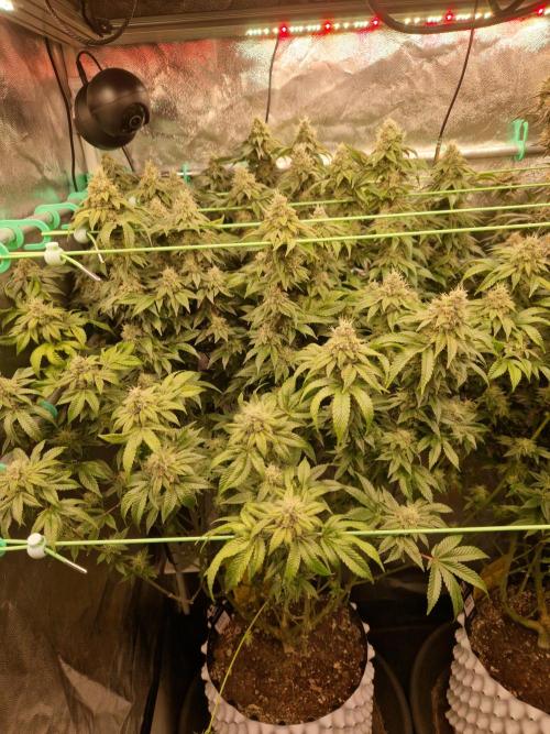 Straw Limez. Week 19