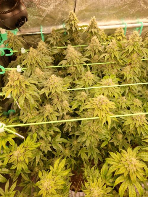 Straw Limez. Week 19