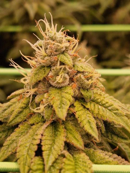 Straw Limez. Week 19