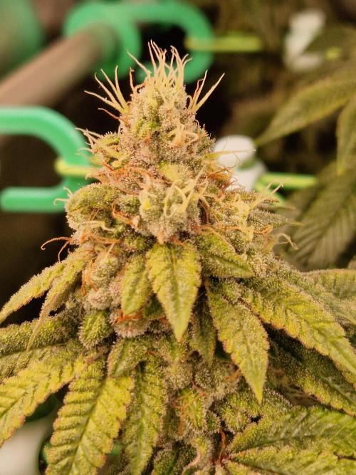 Straw Limez. Week 19