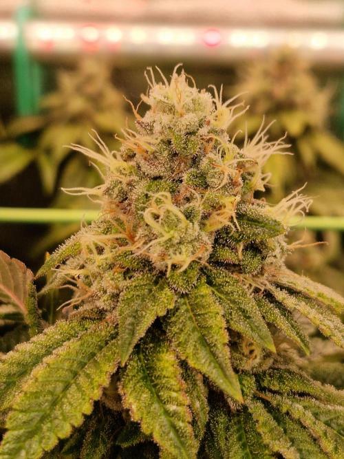 Straw Limez. Week 19