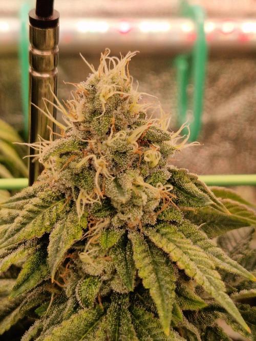 Straw Limez. Week 19