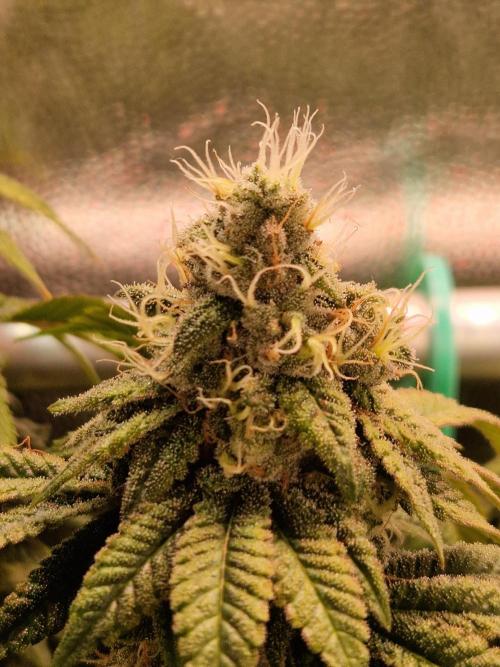 Straw Limez. Week 19