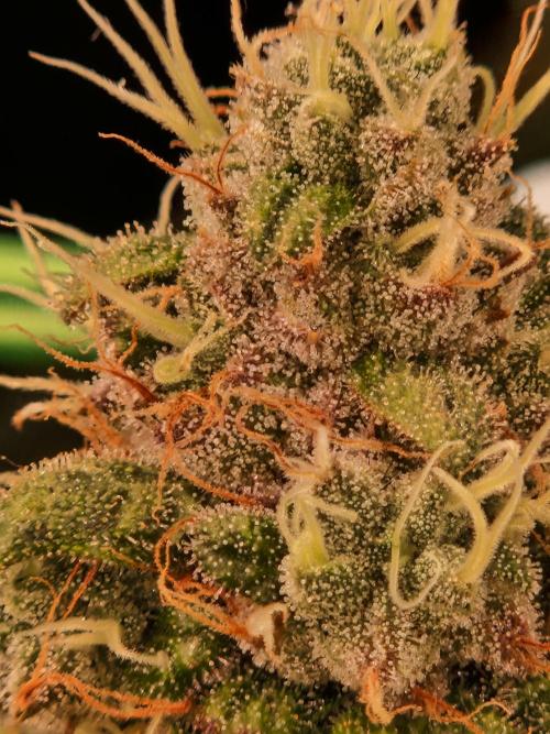 Straw Limez. Week 19