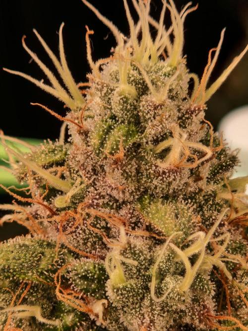 Straw Limez. Week 19