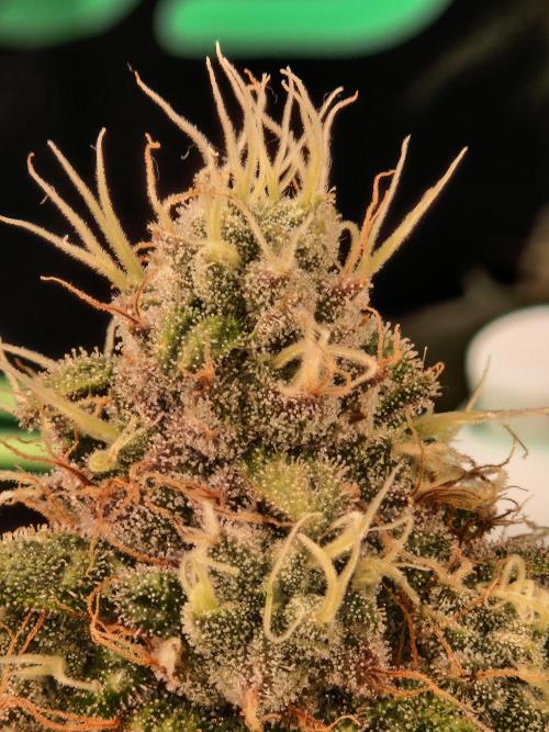 Straw Limez. Week 19