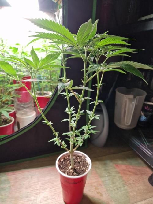 Lemon Mandarin. Week 10 - 30.11.25