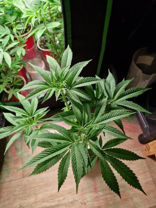 Lemon Mandarin. Week 10 - 30.11.25 