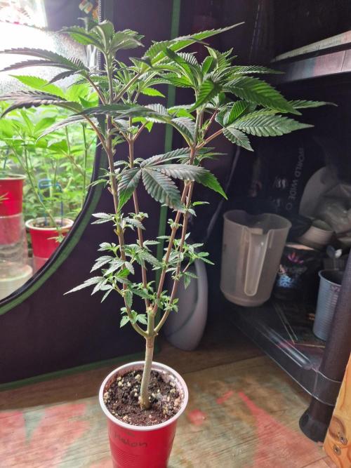 Gorilla Melon. Week 10 - 30.11.25 