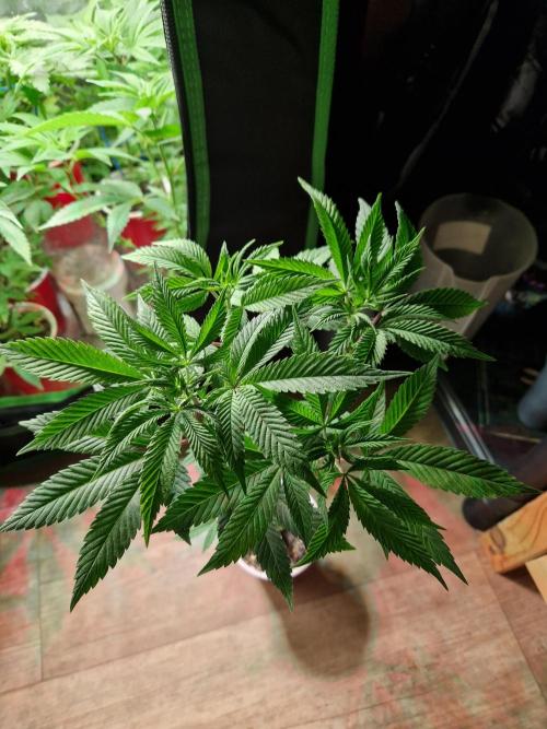 Gorilla Melon. Week 10 - 30.11.25 