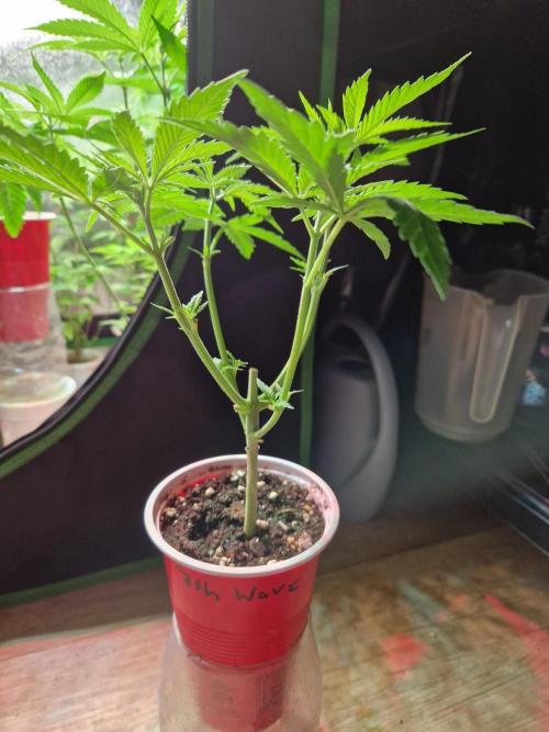 7th Wave. Week 6 - 30.11.25