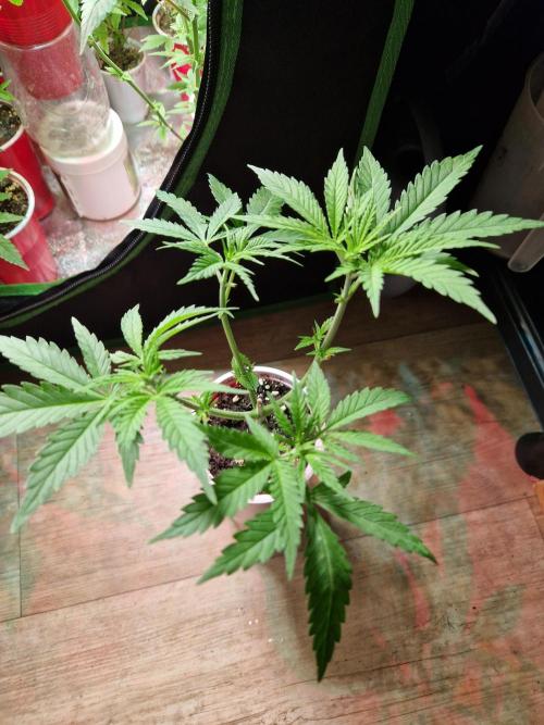 7th Wave. Week 6 - 30.11.25