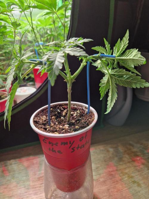 Enemy of the State. Week 6 - 30.11.25 