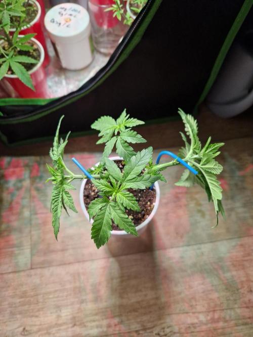 Enemy of the State. Week 6 - 30.11.25 