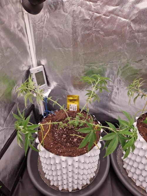 Lemon Mandarin. Week 11 - 07.12.25