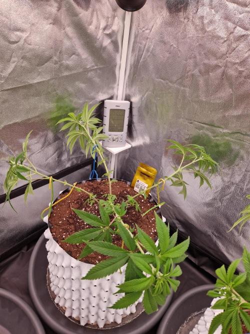 Lemon Mandarin. Week 11 - 07.12.25 