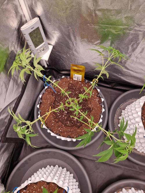 Lemon Mandarin. Week 11 - 07.12.25 