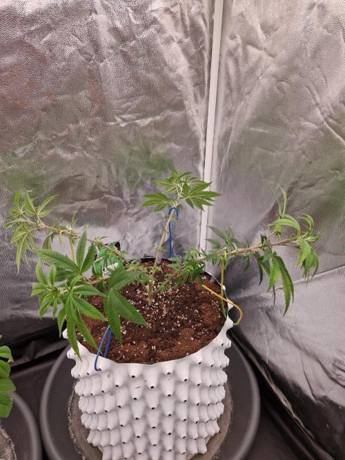 Gorilla Melon. Week 11 - 07.12.25 