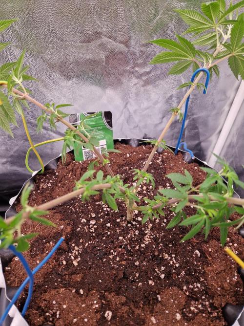 Gorilla Melon. Week 11 - 07.12.25 