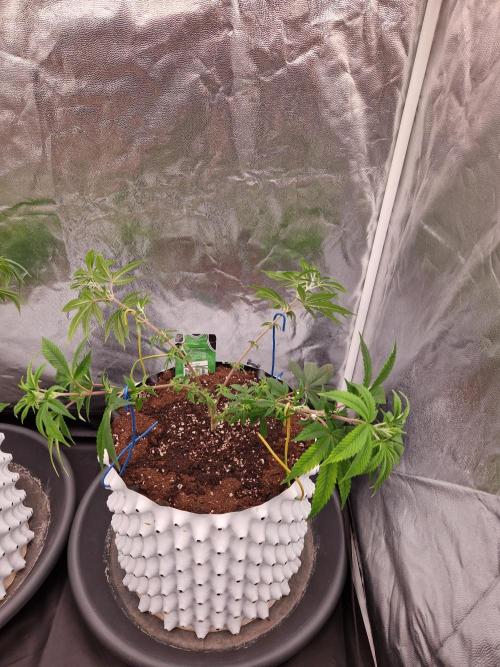 Gorilla Melon. Week 11 - 07.12.25 