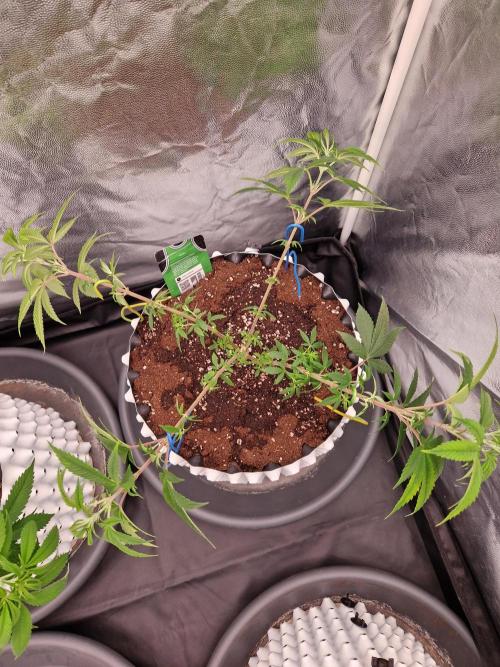 Gorilla Melon. Week 11 - 07.12.25 