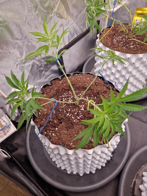 7th Wave. Week 7 - 07.12.25 