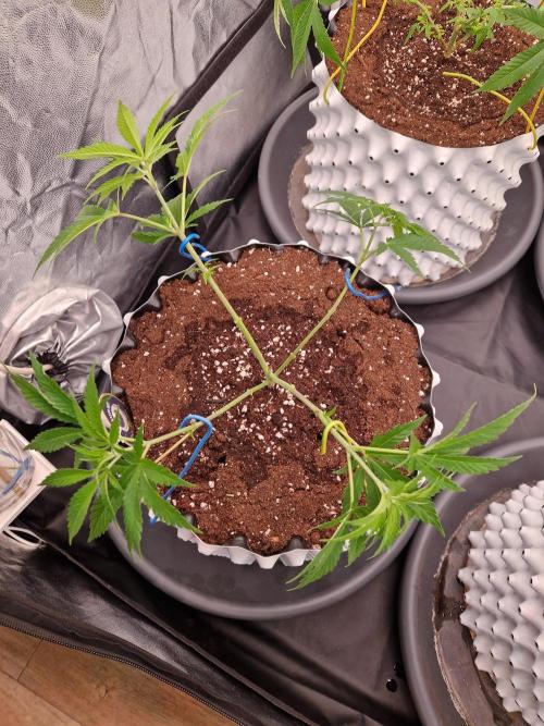 7th Wave. Week 7 - 07.12.25 