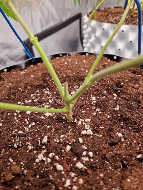 7th Wave. Week 7 - 07.12.25 