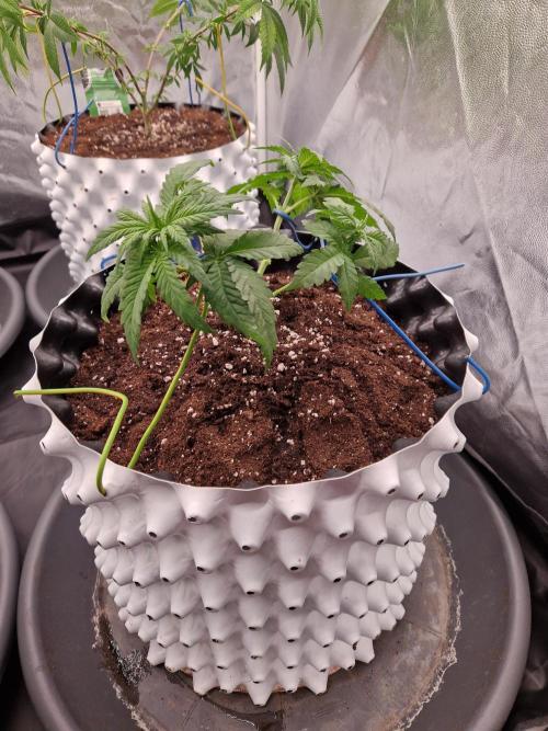 Enemy of the State. Week 7 - 07.12.25 