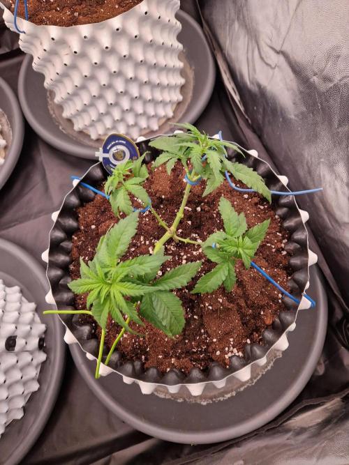 Enemy of the State. Week 7 - 07.12.25 