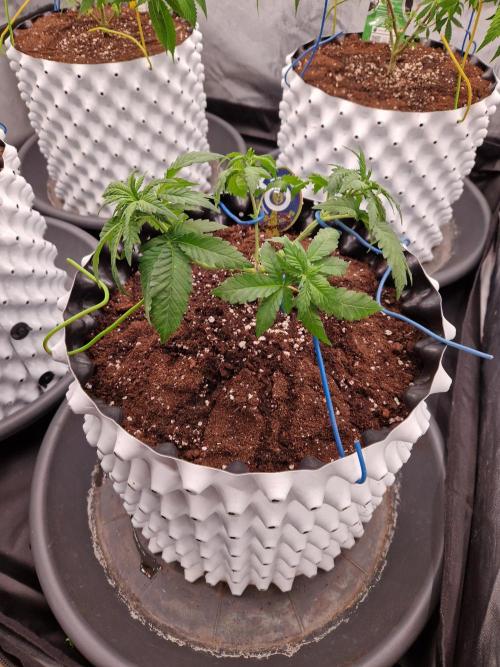 Enemy of the State. Week 7 - 07.12.25 