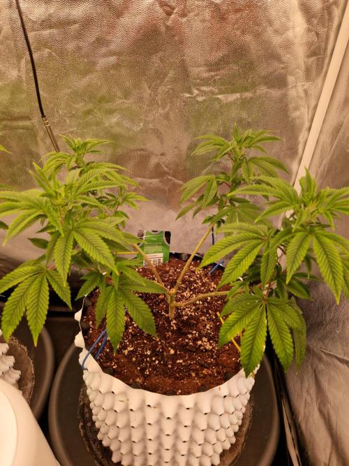 Gorilla Melon. Week 12 - 13.12.25 