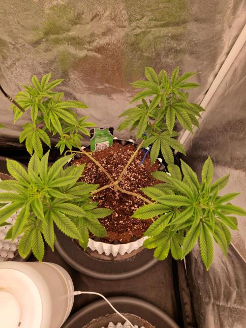 Gorilla Melon. Week 12 - 13.12.25