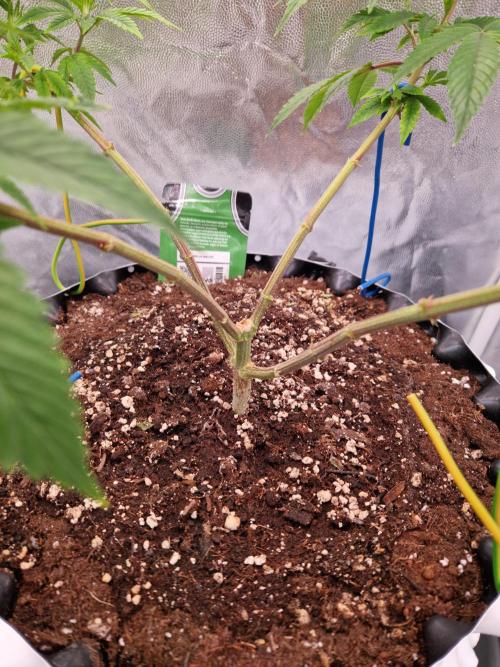 Gorilla Melon. Week 12 - 13.12.25 