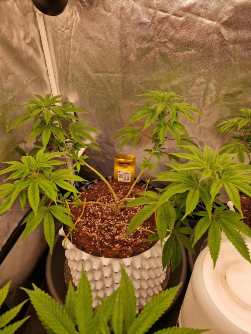 Lemon Mandarin. Week 12 - 13.12.25 