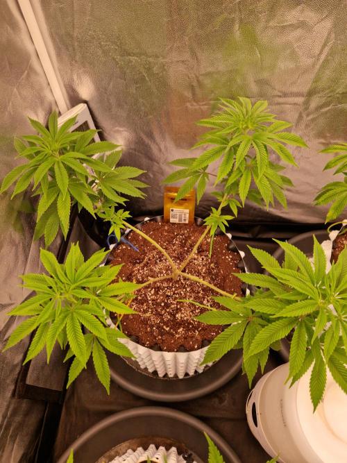 Lemon Mandarin. Week 12 - 13.12.25 