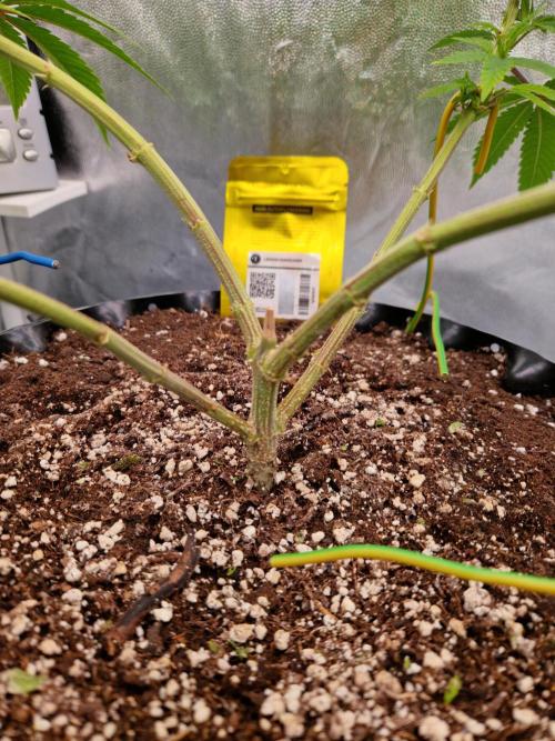 Lemon Mandarin. Week 12 - 13.12.25 