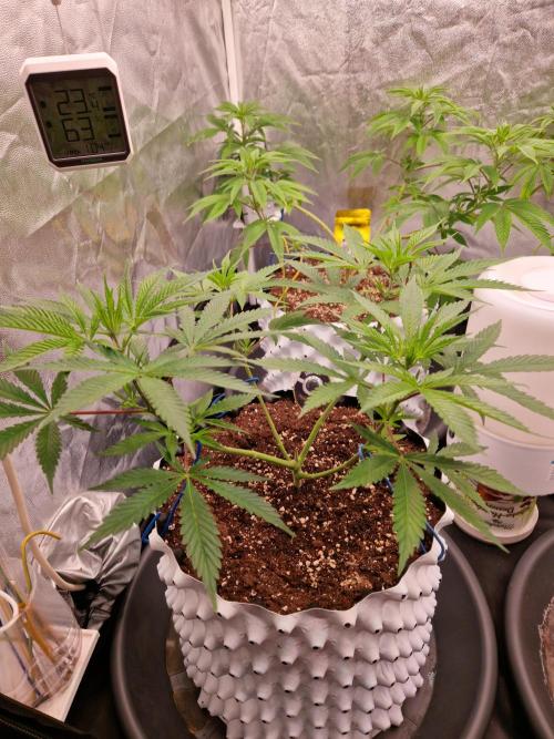 7th Wave. Week 8 - 13.12.25 